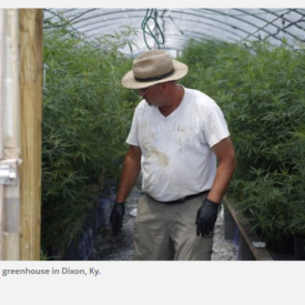 cannabis farmer