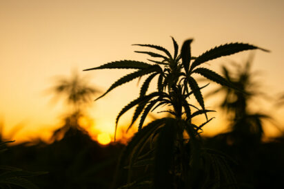 marijuana cannabis plant