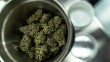 Marijuana Buds Sit in a Grinder in Preparation for Testing