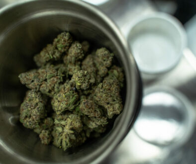 Marijuana Buds Sit in a Grinder in Preparation for Testing