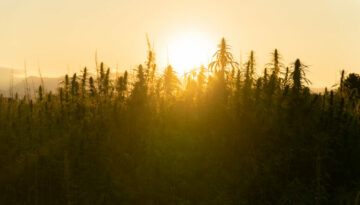 Silhouette of marijuana plants at outdoor cannabis farm field in sunset and sun behind plants. Hemp plants used for CBD and health