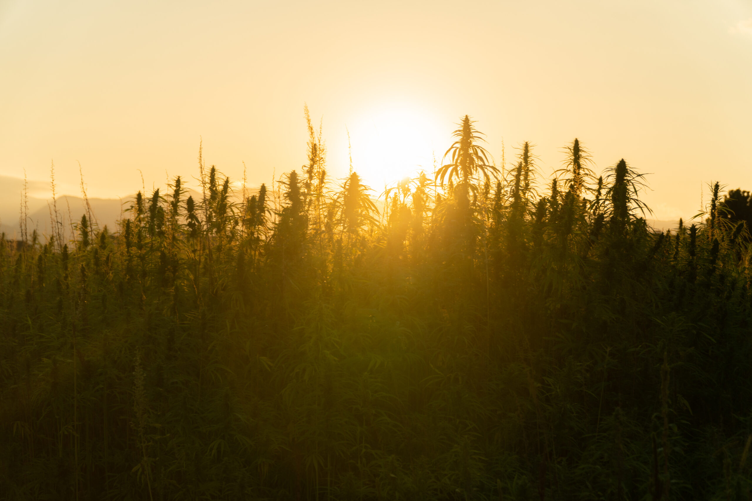 The Growing Green Wave: Cannabis Industry Emerges in Europe, Paving the Way for New Players