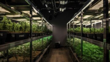 indoor cannabis greenhouse with artificial lighting and filtrati