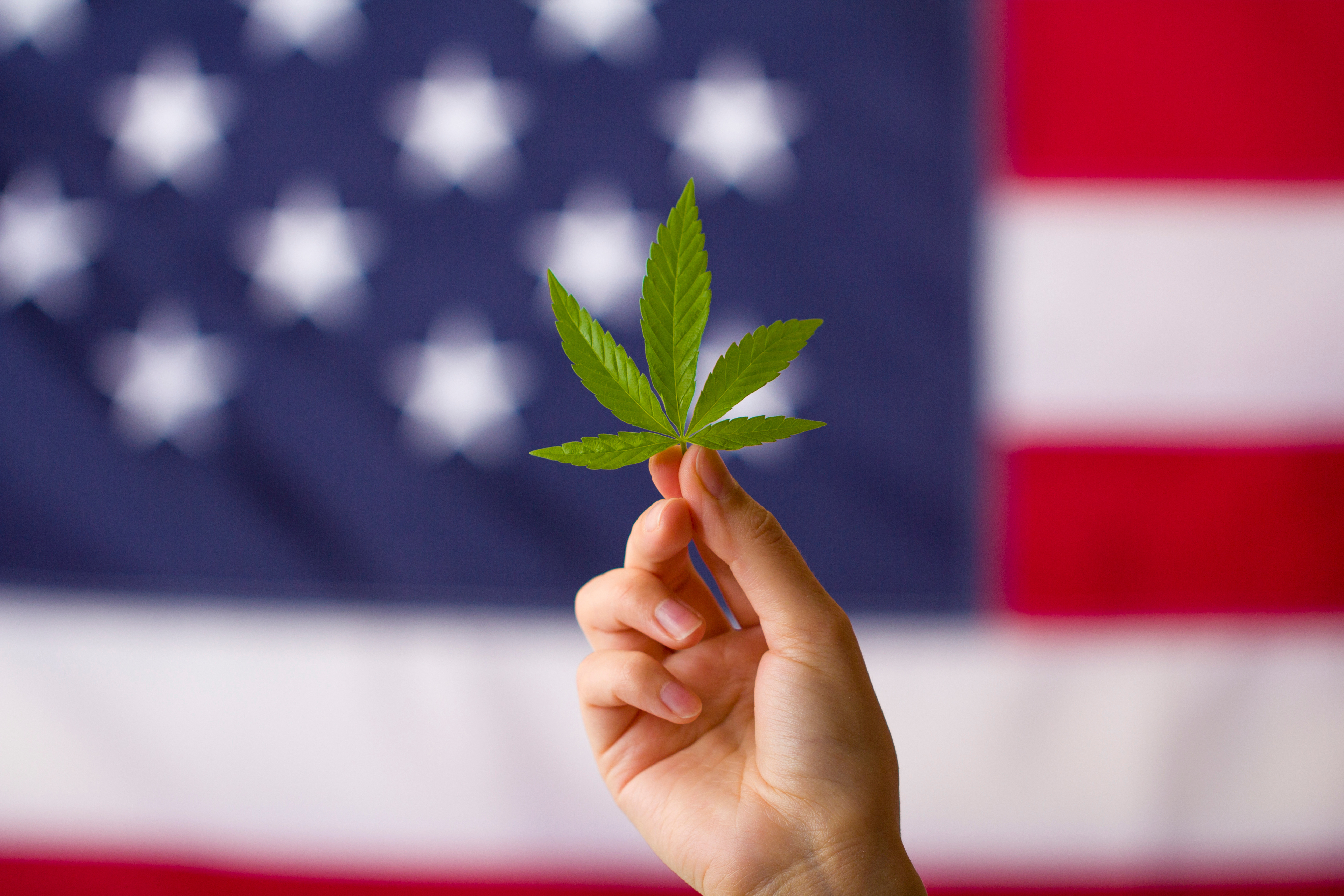 New Ebook: Exploring the Financial Future of Cannabis