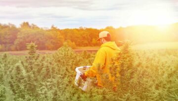 The Journey to Adult-Use Cannabis Legalization in Texas